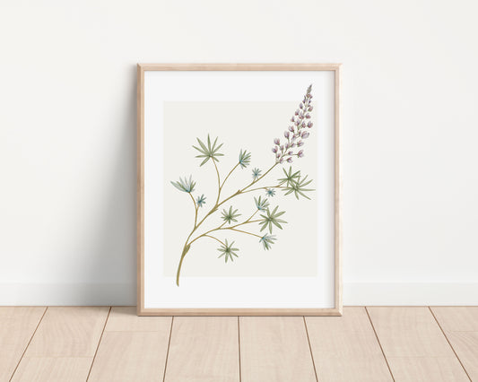 lupine watercolor fine art print